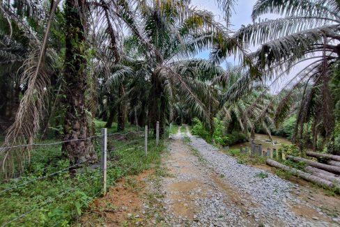 Ejen Hartanah Tanjung Tualang-Tanah Sawit & Durian Untuk Dijual Di RPB Wilayah Sungai Tumbuh Tanjung Tualang Perak