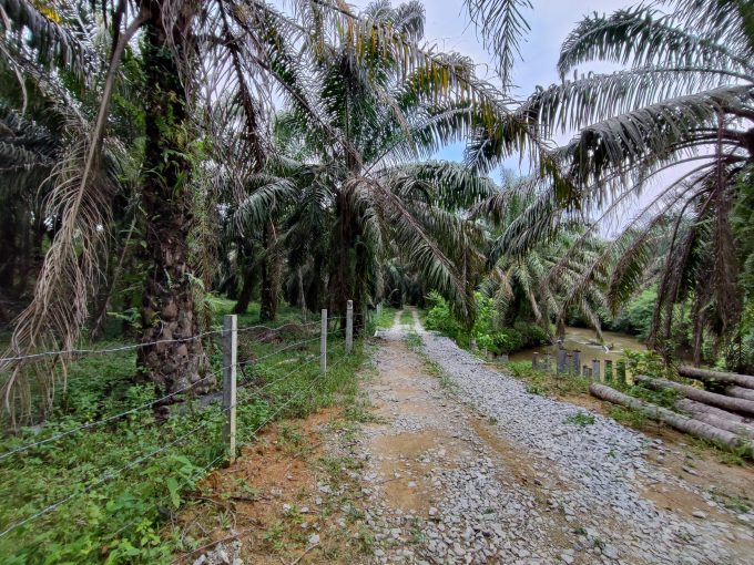 Ejen Hartanah Tanjung Tualang-Tanah Sawit & Durian Untuk Dijual Di RPB Wilayah Sungai Tumbuh Tanjung Tualang Perak