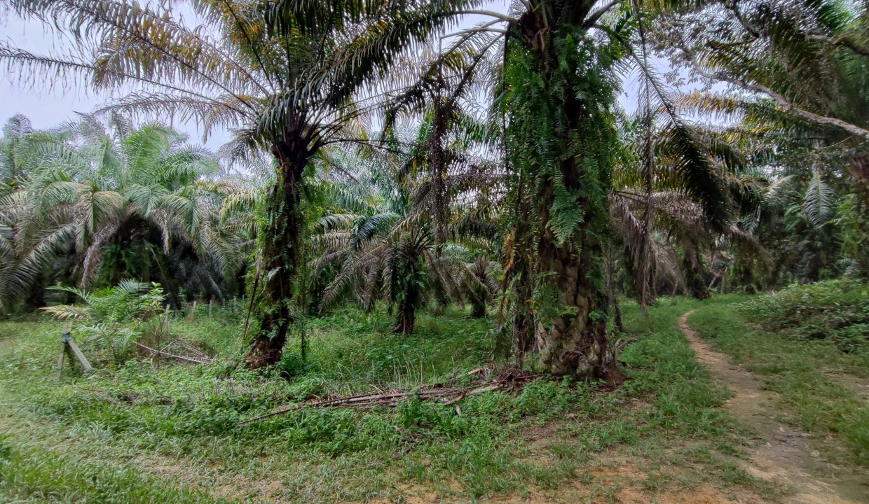 Ejen Hartanah Tanjung Tualang-Tanah Sawit & Durian Untuk Dijual Di RPB Wilayah Sungai Tumbuh Tanjung Tualang Perak-8