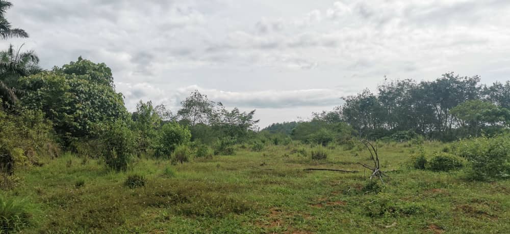 Ejen Hartanah Sungai Siput-Tanah Pertanian Untuk Dijual Di Mukim Pulau Kamiri-18