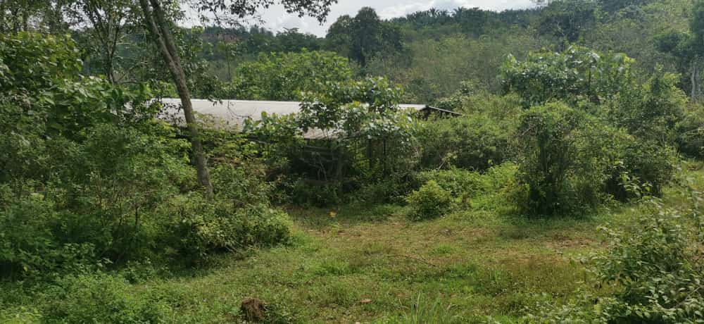 Ejen Hartanah Sungai Siput-Tanah Pertanian Untuk Dijual Di Mukim Pulau Kamiri-19