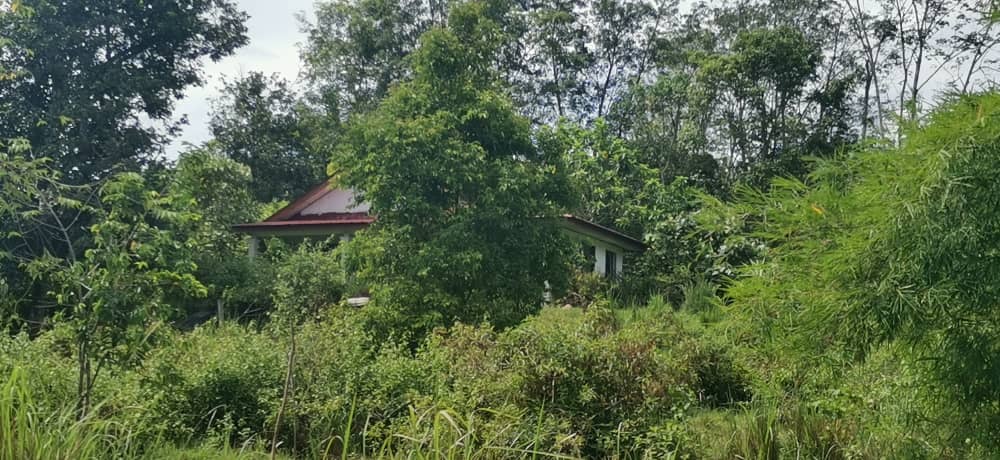 Ejen Hartanah Sungai Siput-Tanah Pertanian Untuk Dijual Di Mukim Pulau Kamiri-27