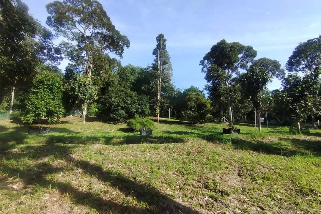 Ejen Hartanah Perak-Tanah Dusun Durian & Rumah Banglo Untuk dijual di Kg Bukit Chupak-15