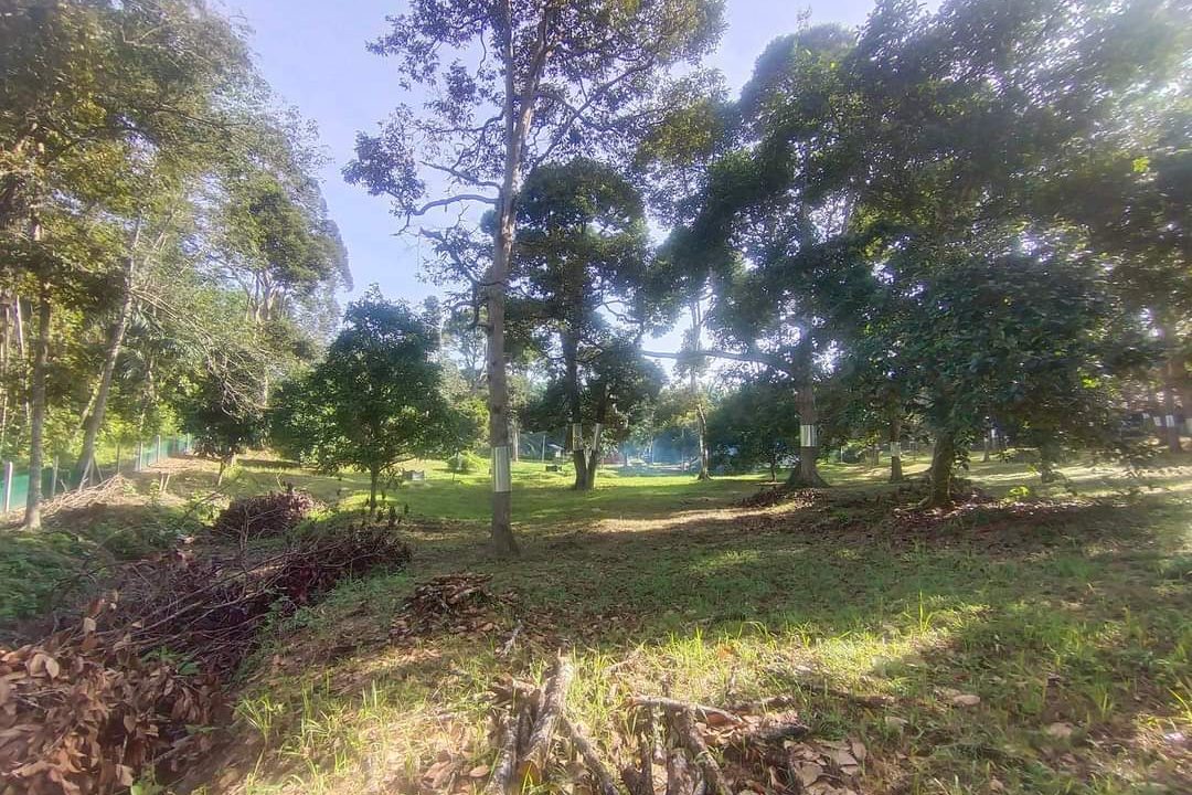 Ejen Hartanah Perak-Tanah Dusun Durian & Rumah Banglo Untuk dijual di Kg Bukit Chupak-16