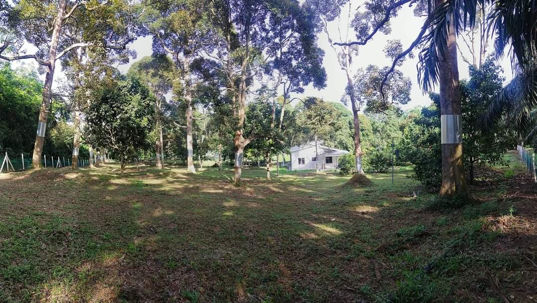 Ejen Hartanah Perak-Tanah Dusun Durian & Rumah Banglo Untuk dijual di Kg Bukit Chupak-25