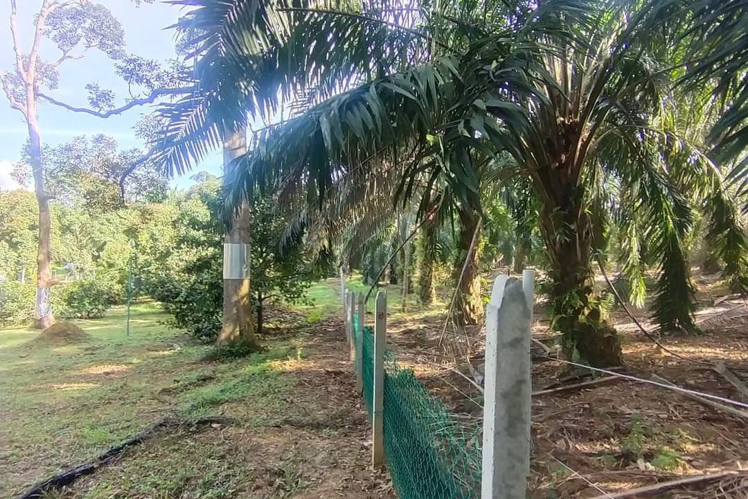 Ejen Hartanah Perak-Tanah Dusun Durian & Rumah Banglo Untuk dijual di Kg Bukit Chupak-29