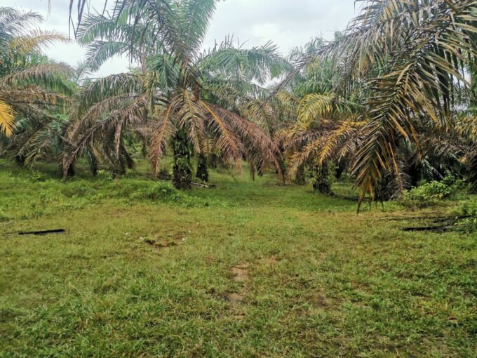 Ejen Hartanah Taiping-Tanah Lot Untuk Dijual