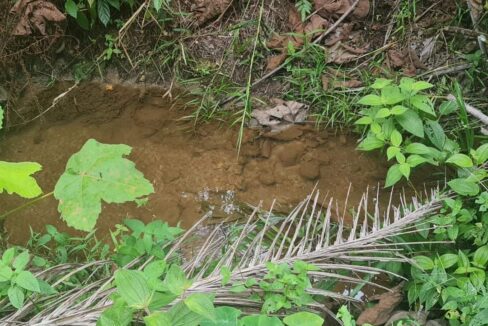 Tanah Pertanian Ada Anak Sungai Untuk Dijual