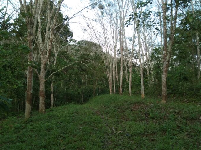 Tanah Pertanian Getah Untuk Dijual di Suak Salak Mukim Chegar Galah Kuala Kangsar