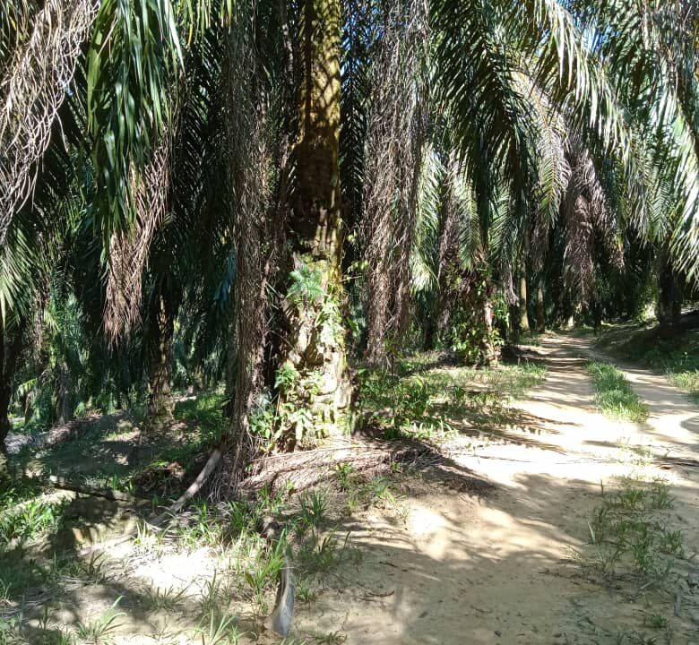 Tanah Sawit Untuk Di Jual Di Mukim Pulau Kamiri, Kuala Kangsar Perak (1)