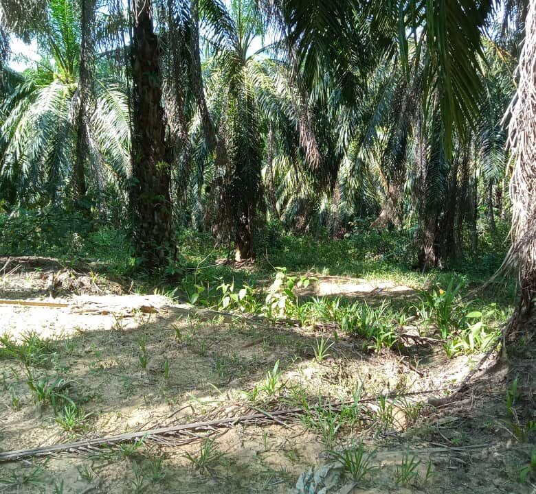 Tanah Sawit Untuk Di Jual Di Mukim Pulau Kamiri, Kuala Kangsar Perak (2)