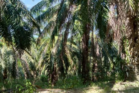 Tanah Sawit Untuk Di Jual Di Mukim Pulau Kamiri, Kuala Kangsar Perak