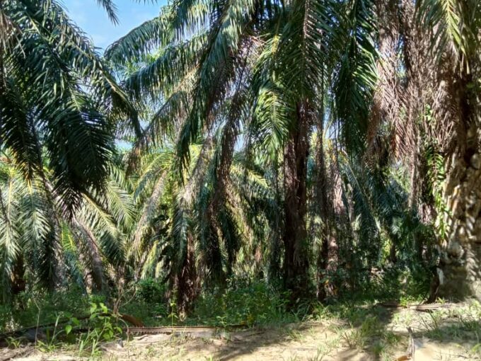 Tanah Sawit Untuk Di Jual Di Mukim Pulau Kamiri, Kuala Kangsar Perak